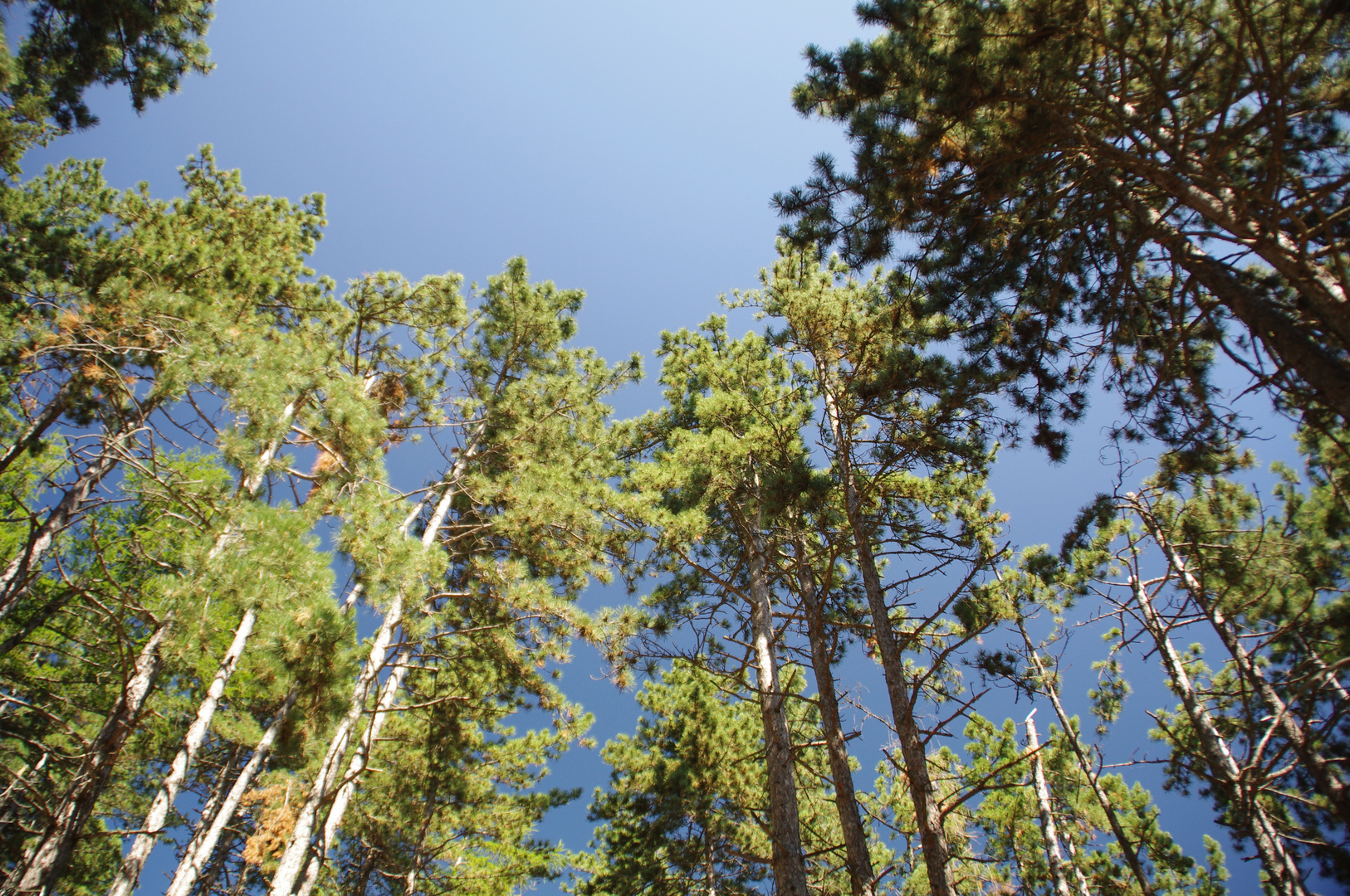 Himmel durch Kiefern