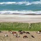 Himmel, Erde, Luft und Meer oder das Glück der Erde...