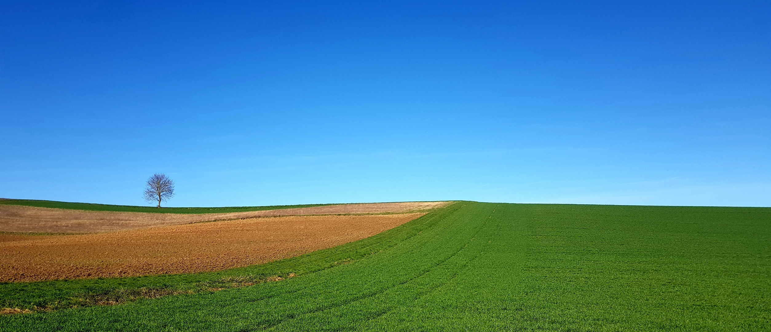 Himmel, Erde und ein Baum dazwischen 