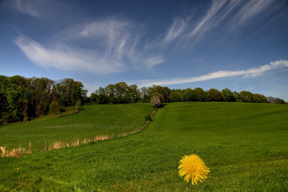 Himmel Feld und Blume....