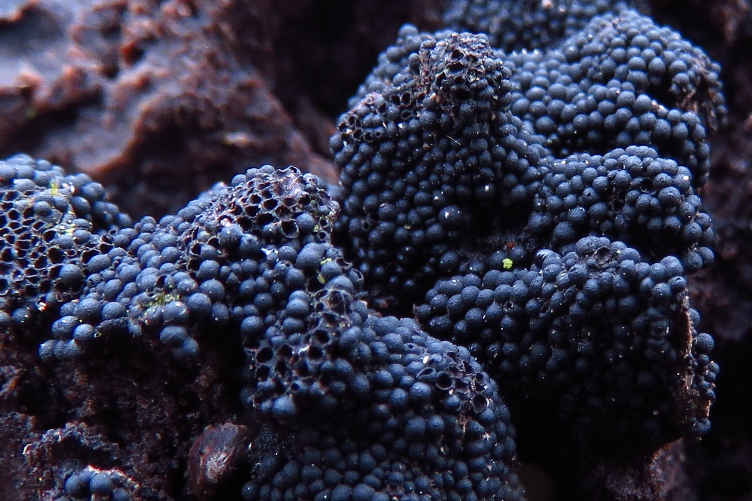 Himmel gibt das viele schwarze Pilze