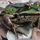 Himmel im Froschauge (ganzer Frosch)