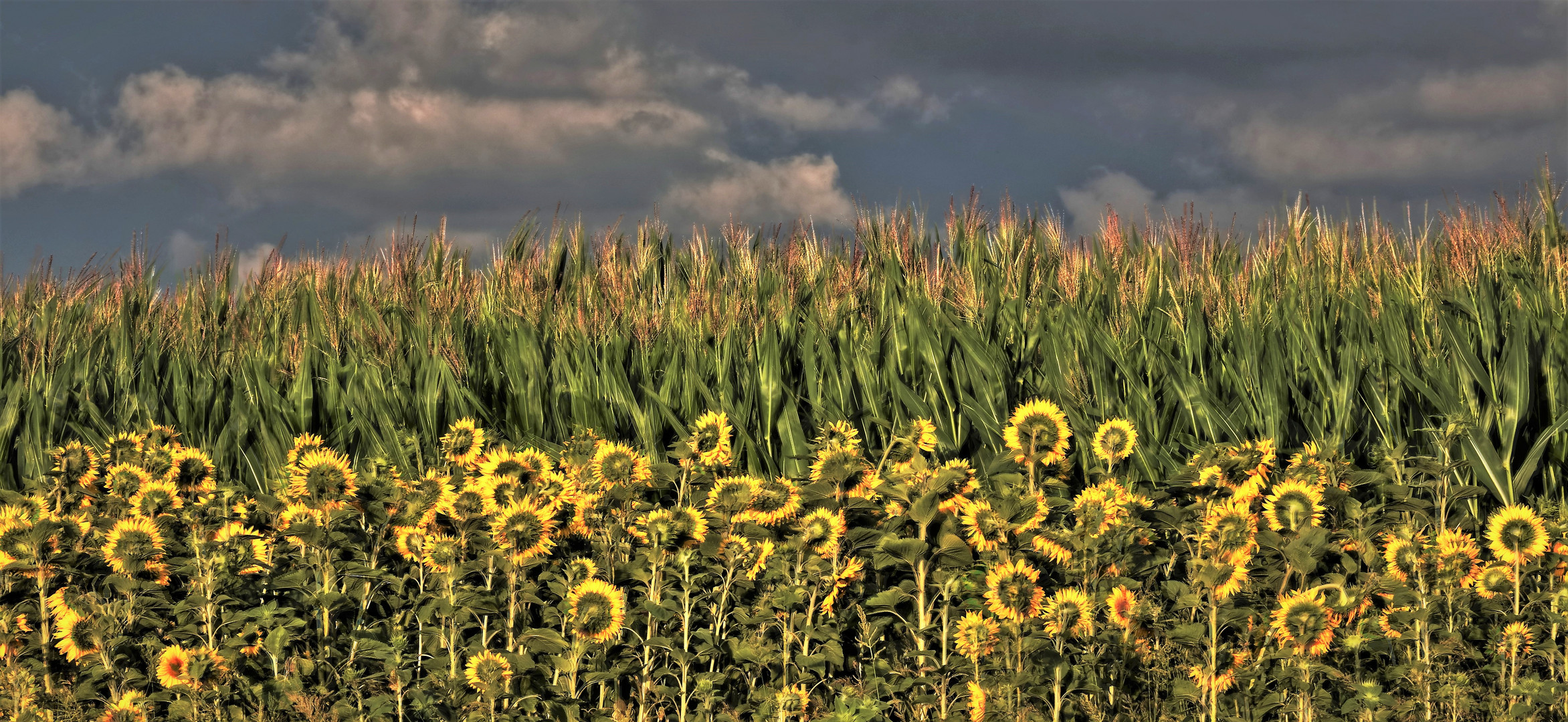 Himmel, Mais und Sonnenblumen