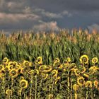 Himmel, Mais und Sonnenblumen