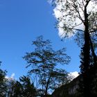 Himmel mit Baum und Wolken 2