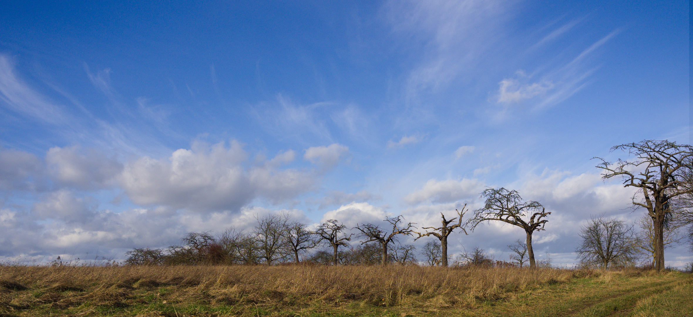 Himmel mit Baumreihe