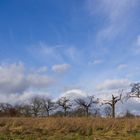 Himmel mit Baumreihe