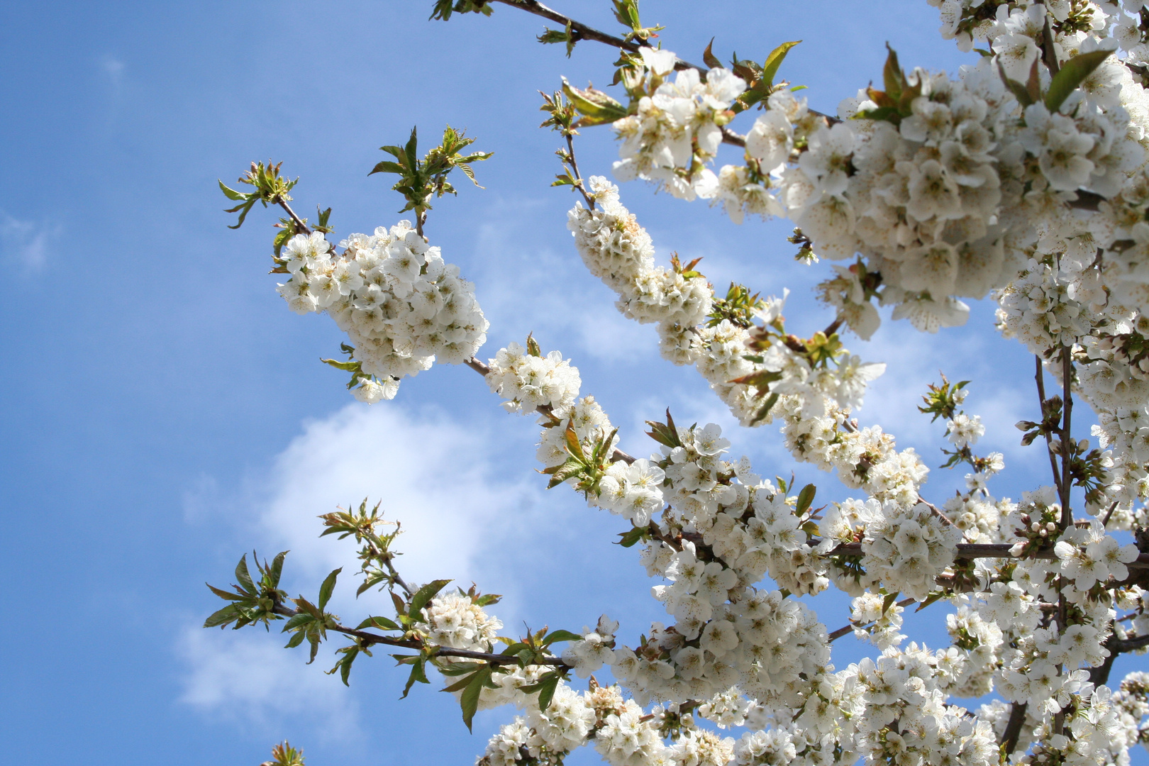 Himmel mit Blüten