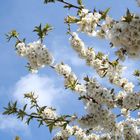 Himmel mit Blüten