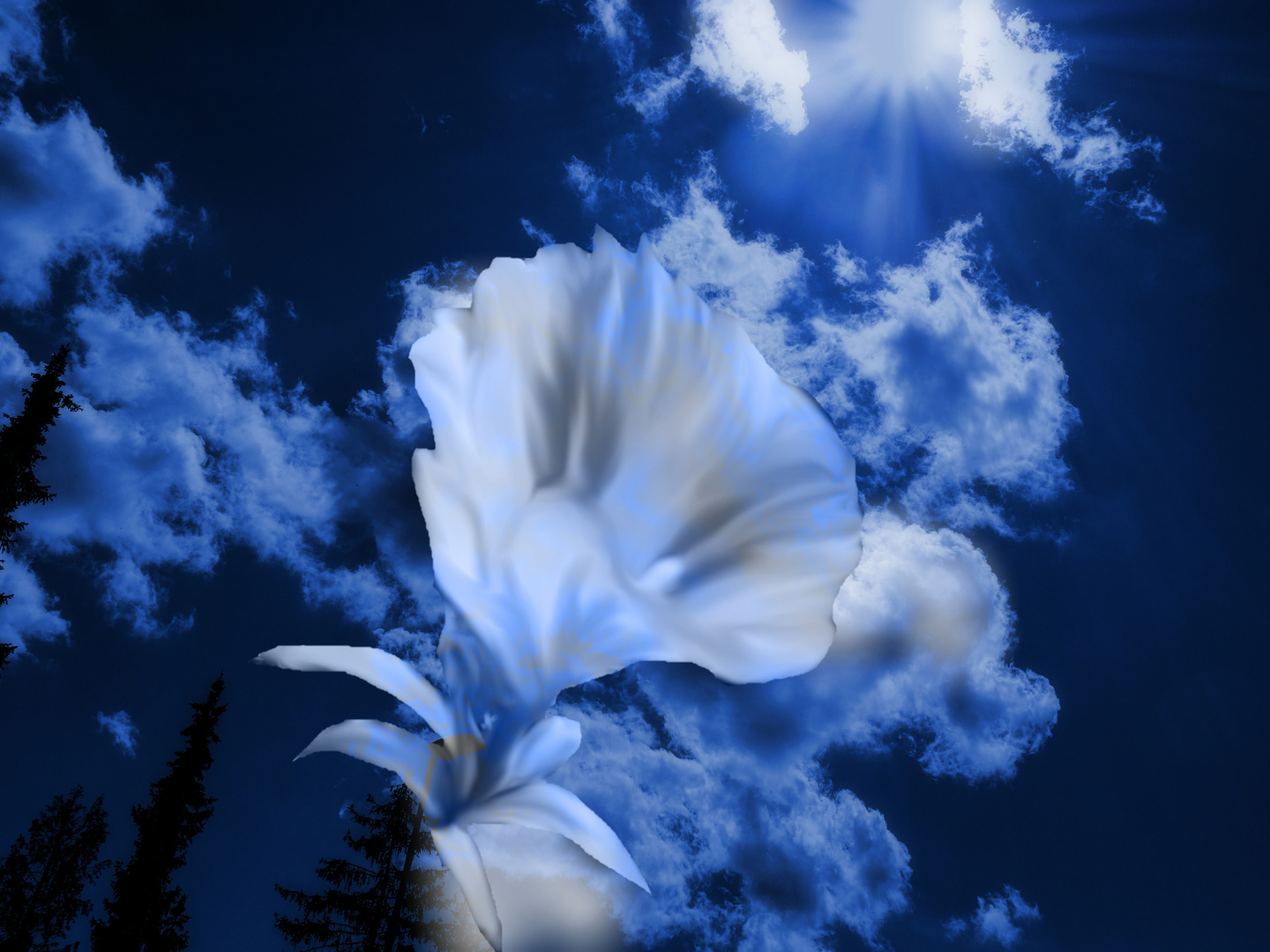 Himmel mit Blume 