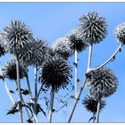 Himmel mit Distel