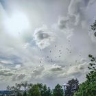 himmel mit vögel, oben links meiner ...