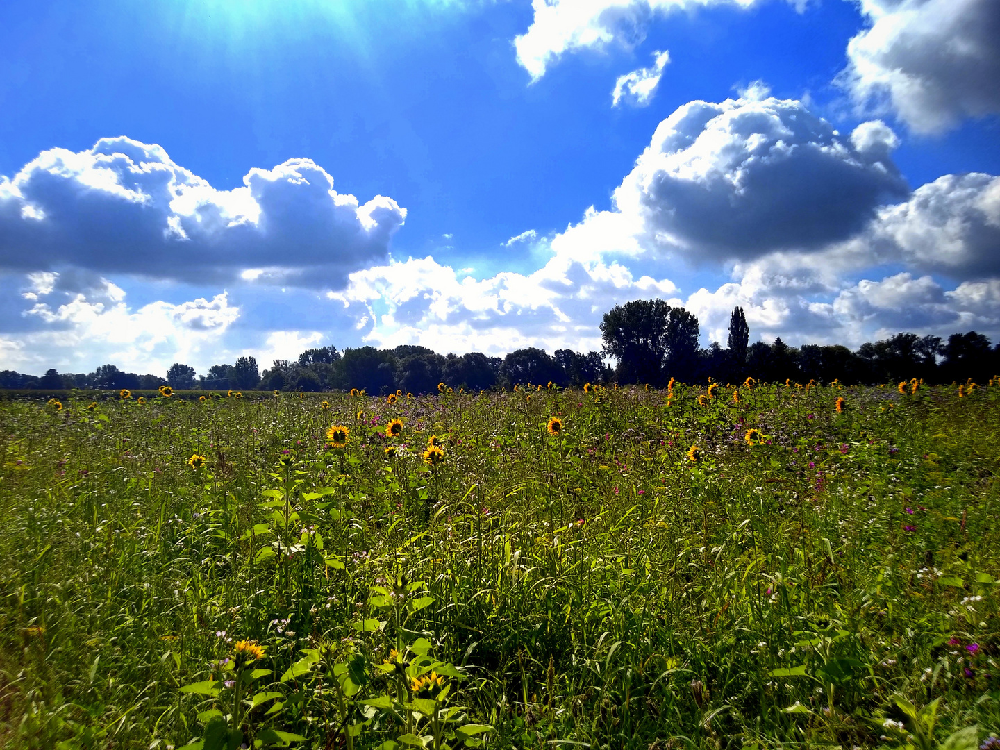 Himmel mit (wilden) Sonnenblumen