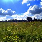 Himmel mit (wilden) Sonnenblumen