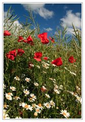 Himmel, Mohn & Margerite