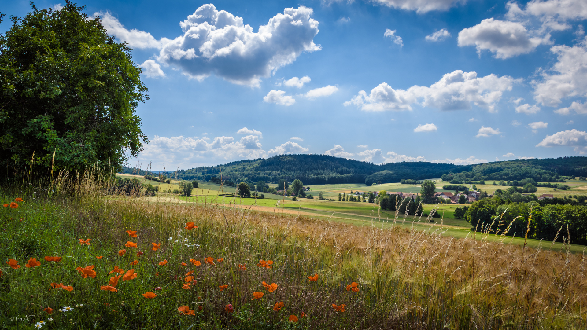 Himmel, Mohn und Getreide...