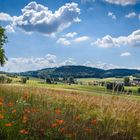 Himmel, Mohn und Getreide...