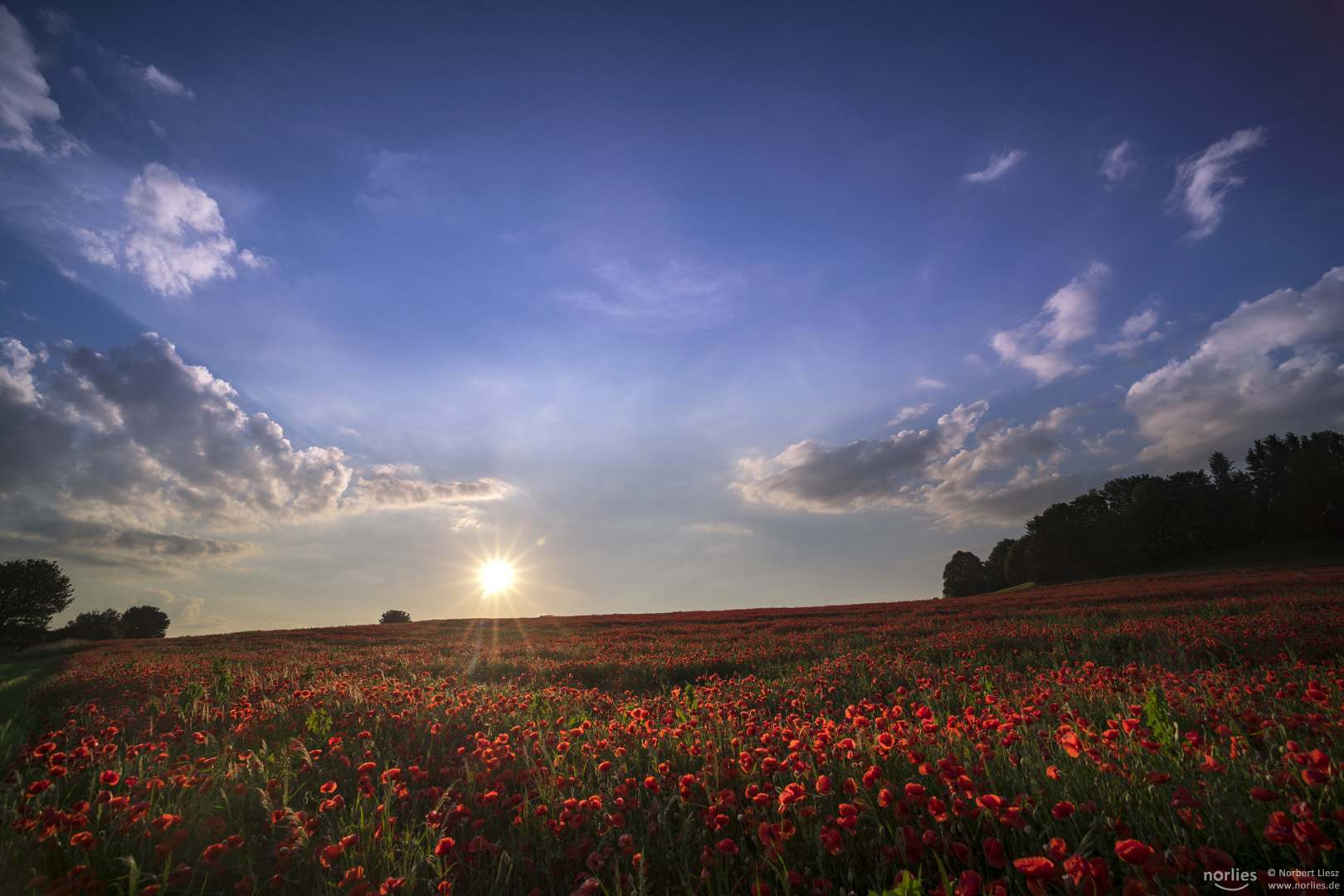 Himmel über dem Mohnfeld