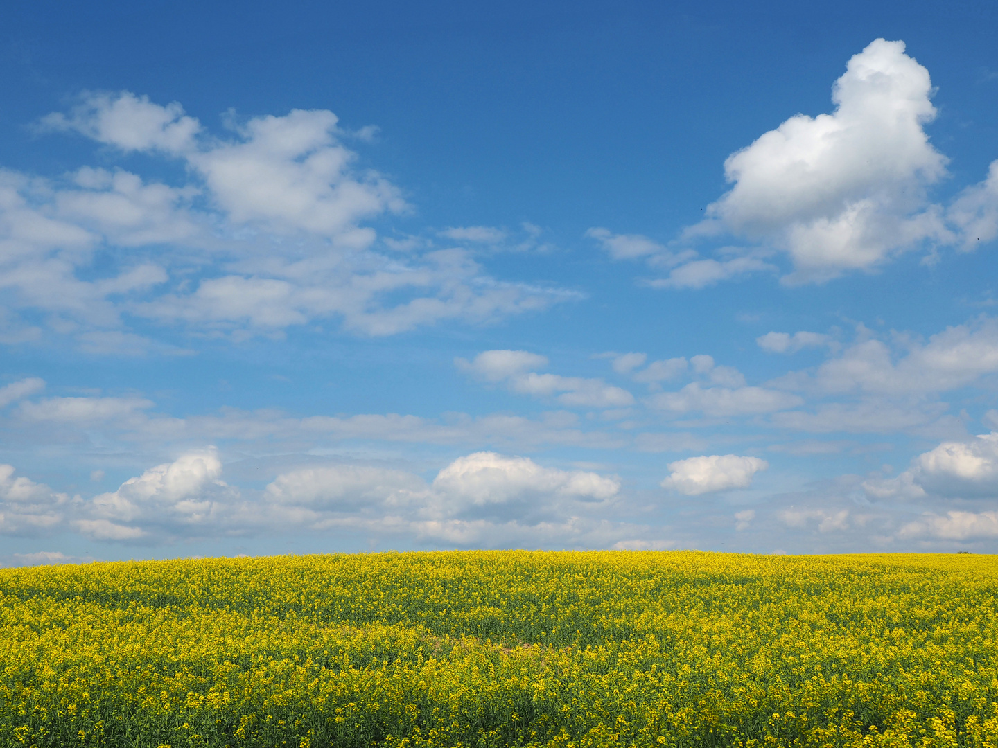 Himmel über dem Raps