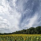 Himmel über den Sonnenblumen..