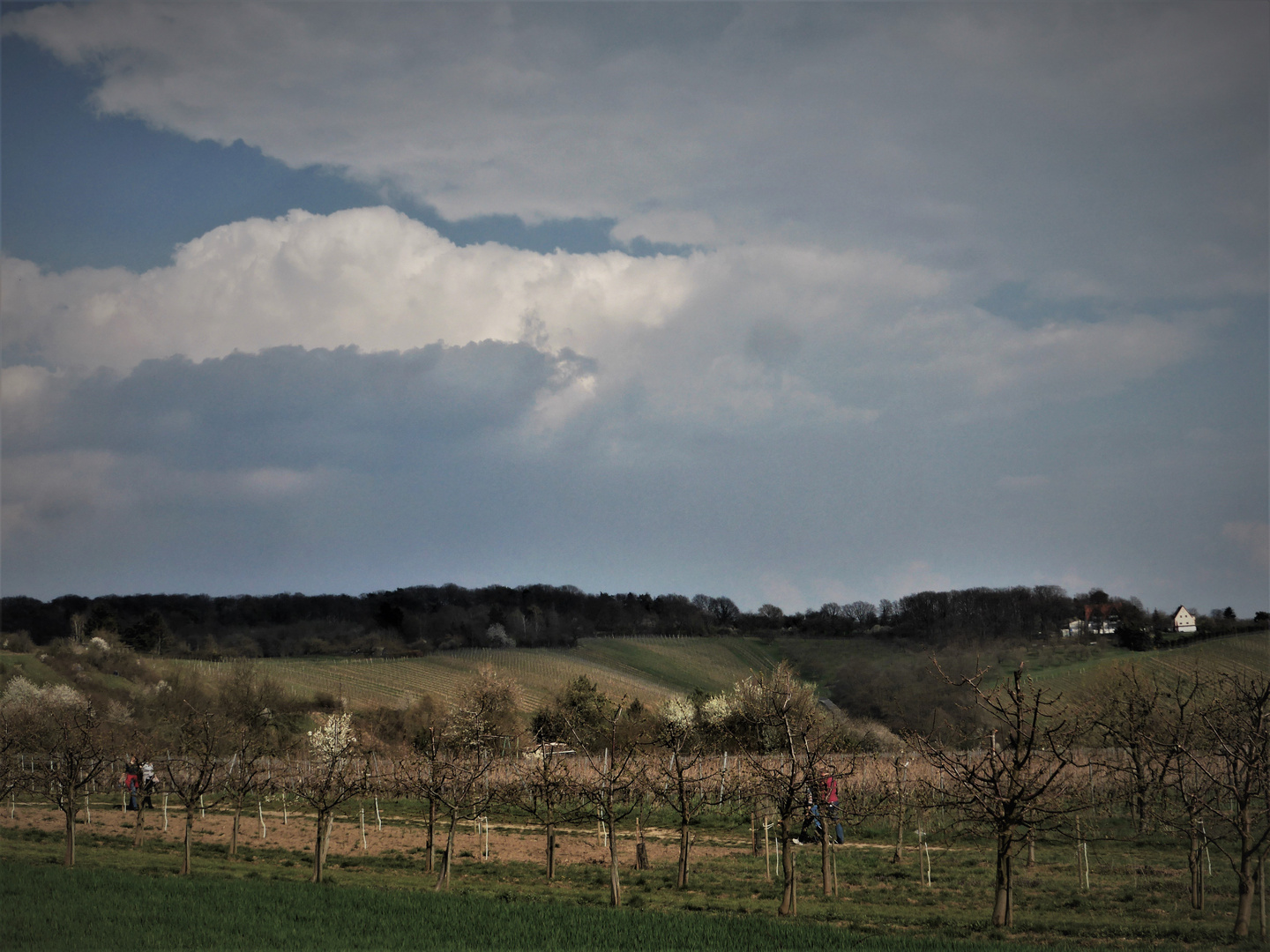 Himmel über der Obstplantage