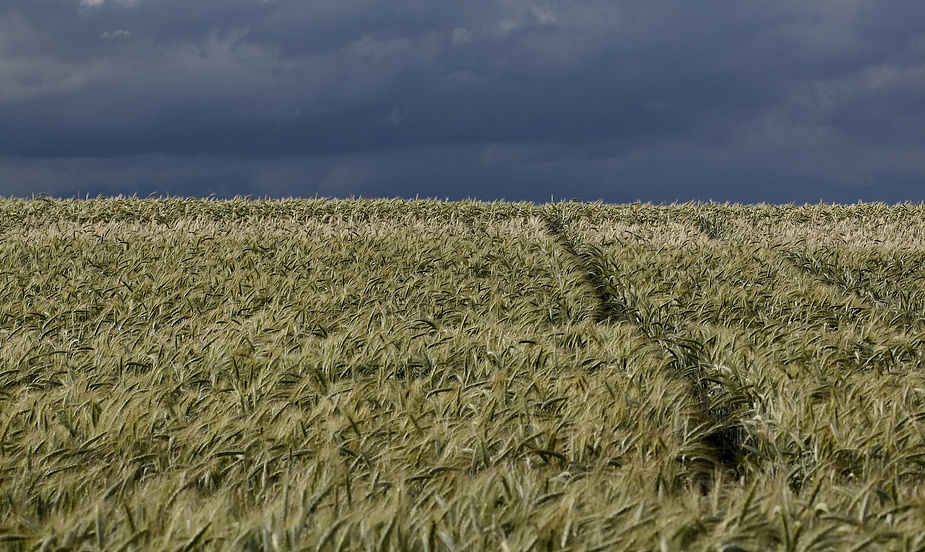 Himmel über Kornfeld