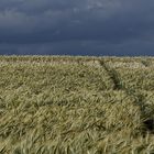 Himmel über Kornfeld