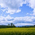 Himmel überm Rapsfeld