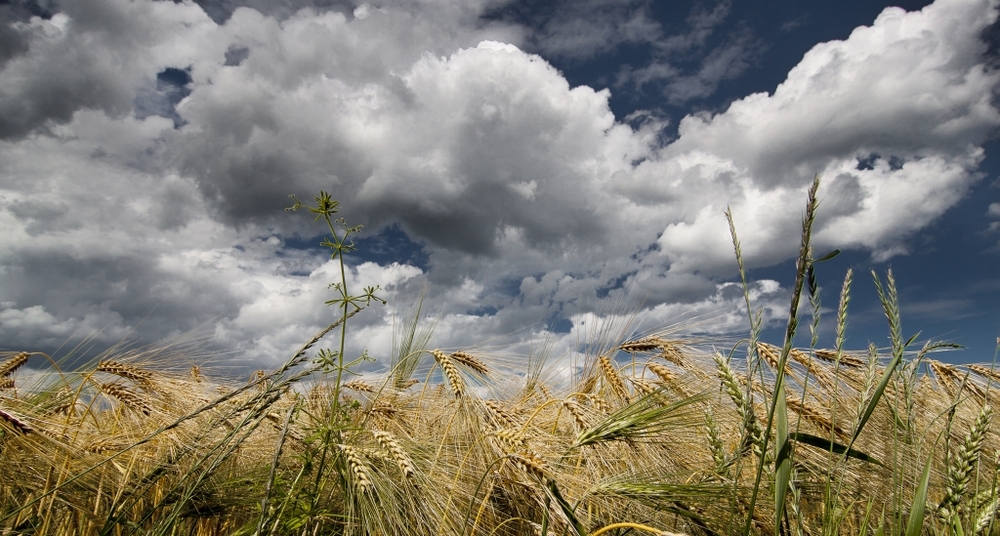 Himmel und Ähre