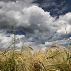 Himmel und Ähre