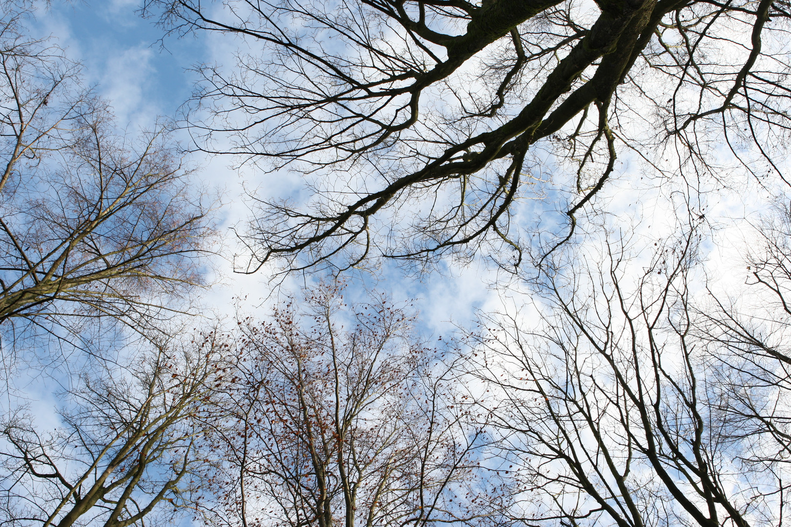 Himmel und Bäume