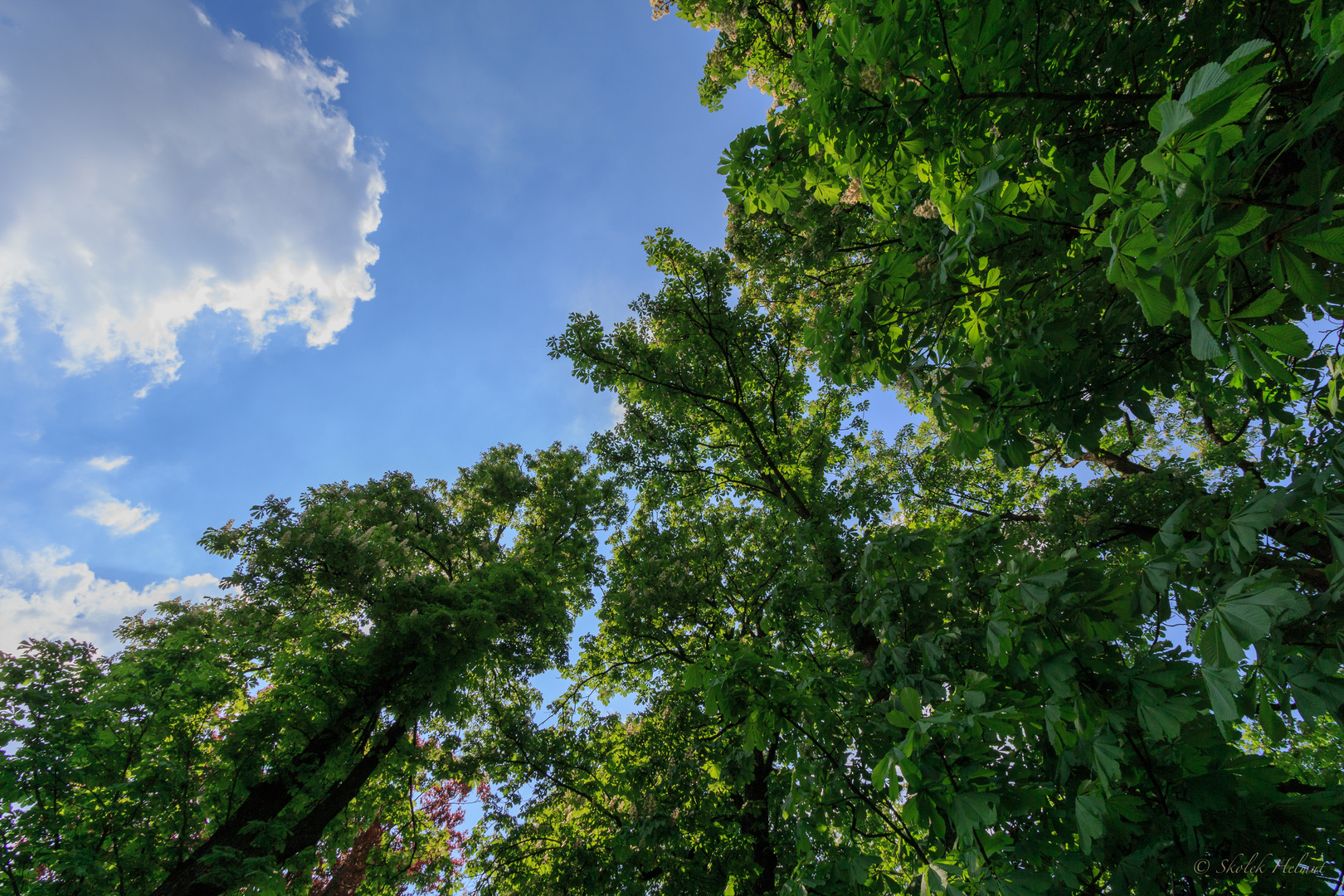 Himmel und Bäume