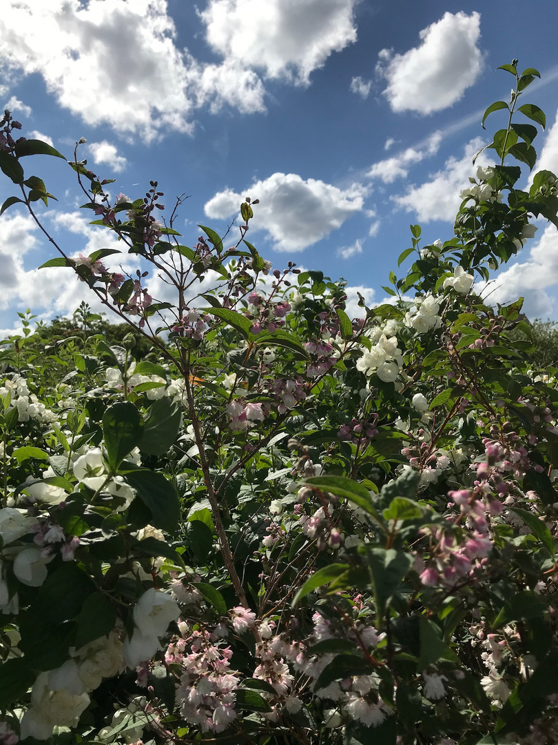 Himmel und Blüten im Mai