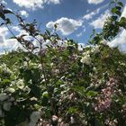 Himmel und Blüten im Mai