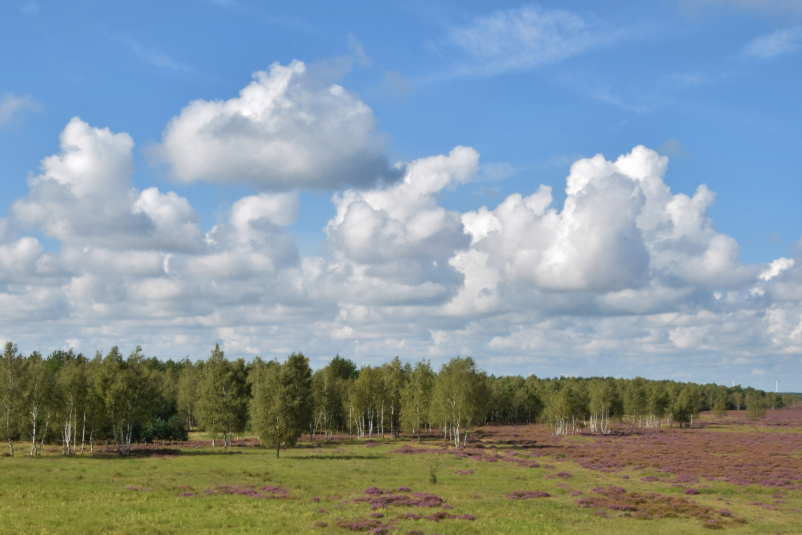 Himmel und Heide