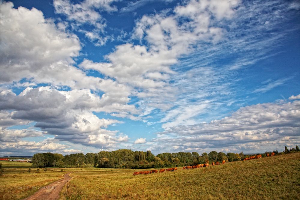 Himmel und Herde