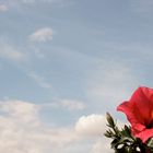 Himmel und Hibiskus