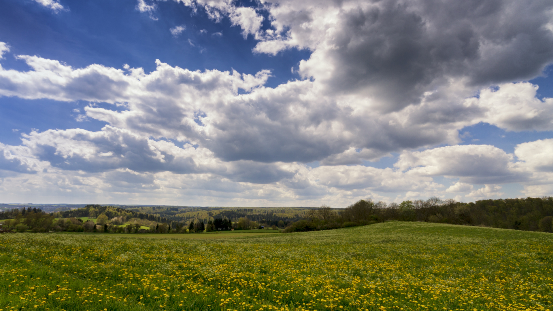 Himmel und Löwenzahn bei Pfullendorf