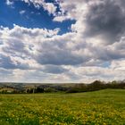 Himmel und Löwenzahn bei Pfullendorf