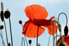 Himmel und Mohn