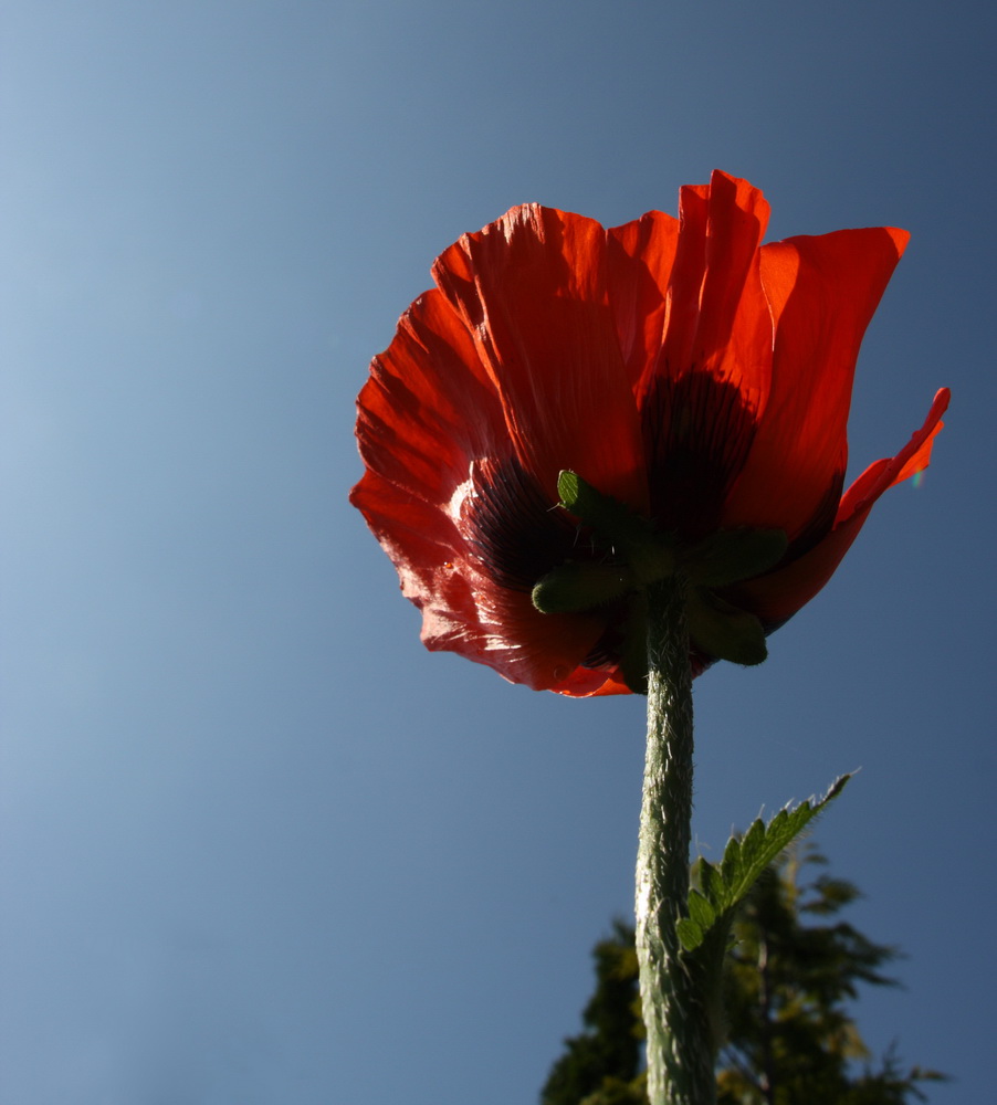 Himmel und Mohn