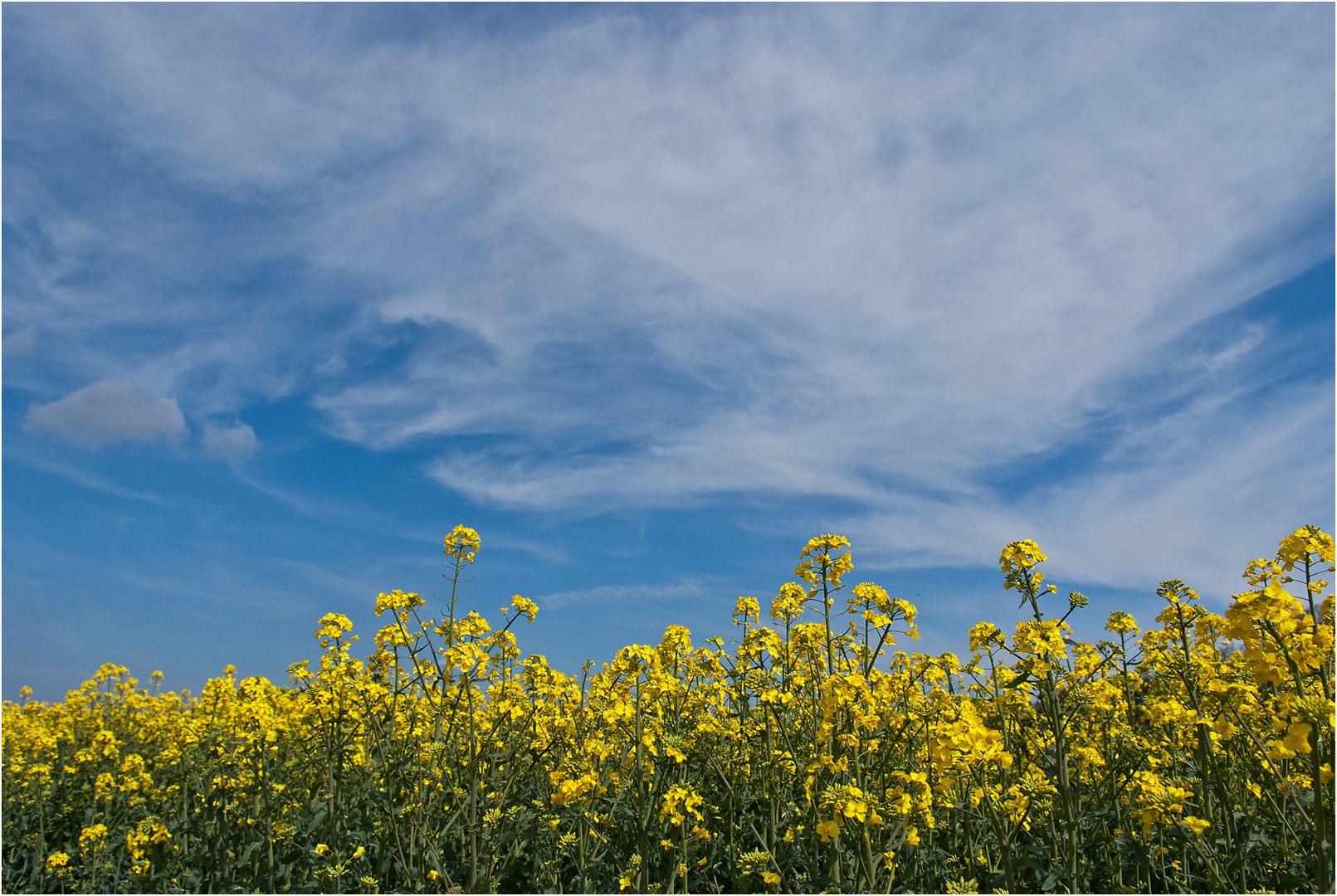 Himmel und Raps