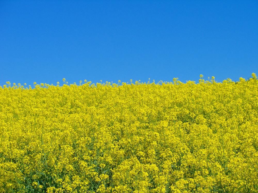 " HIMMEL UND RAPS "