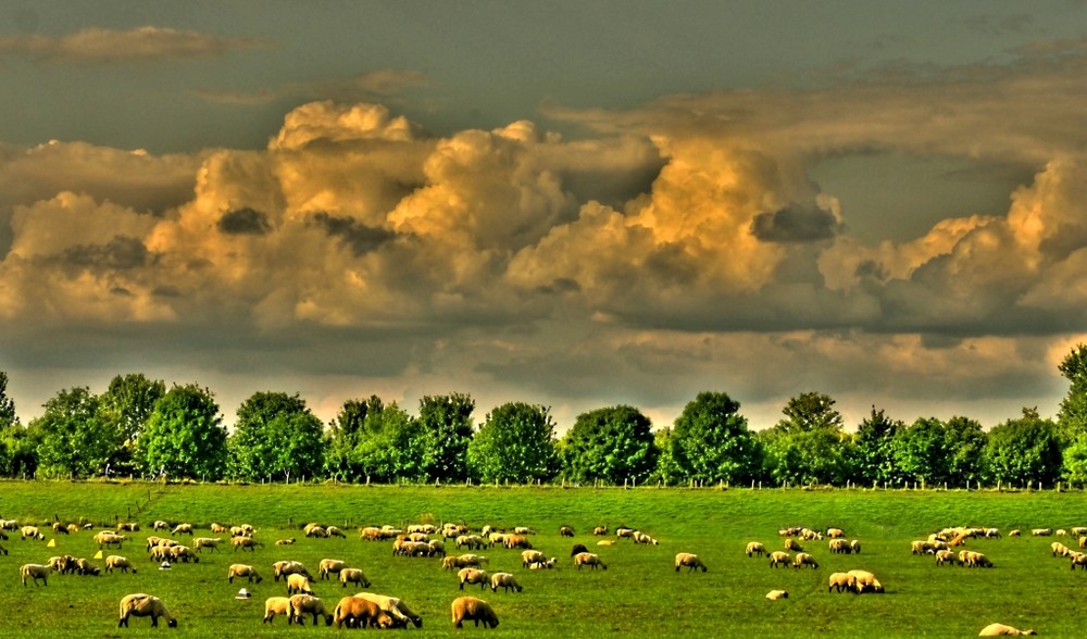 Himmel und Schafe