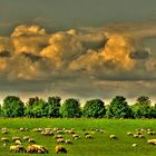 Himmel und Schafe