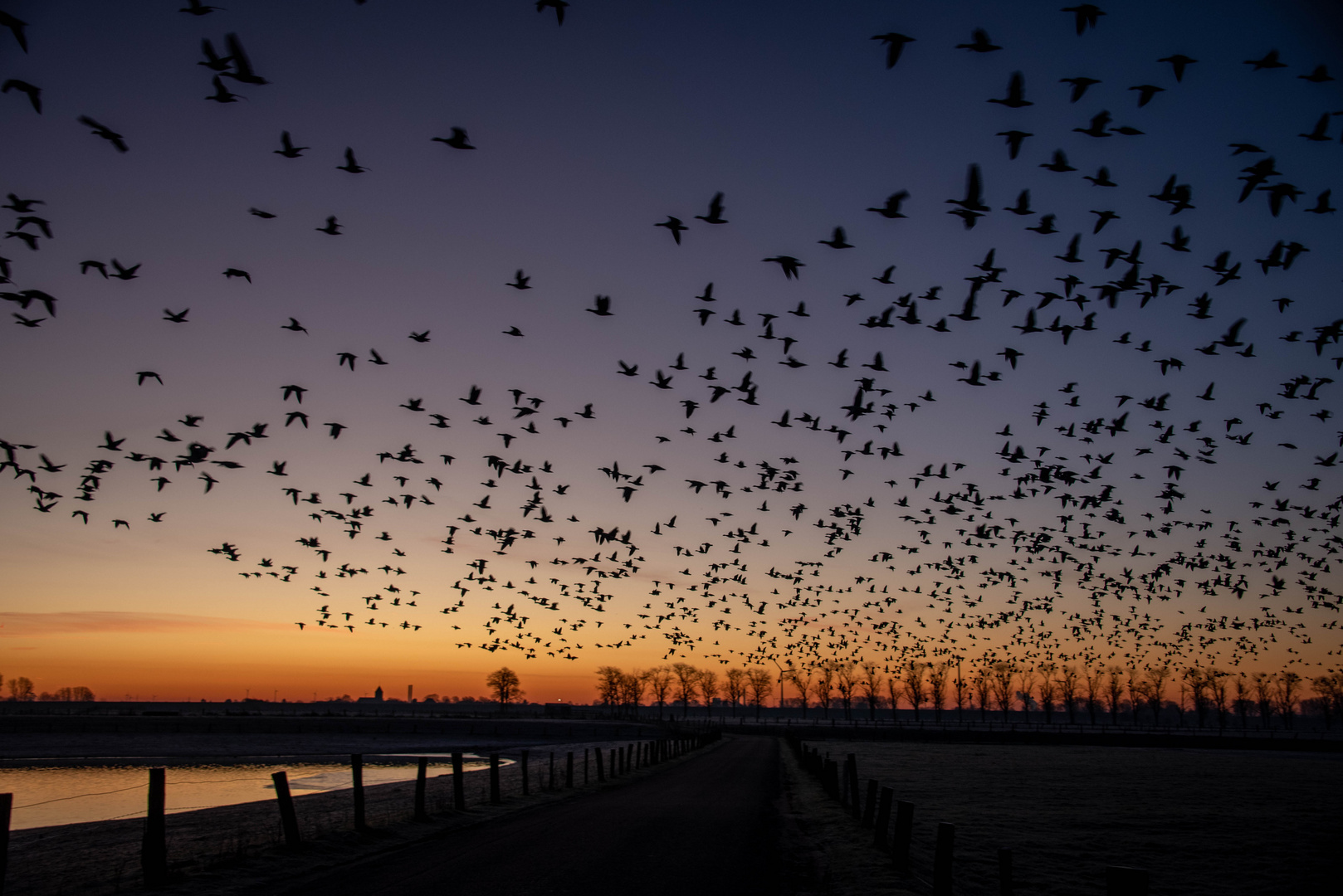 Himmel voller Gänse