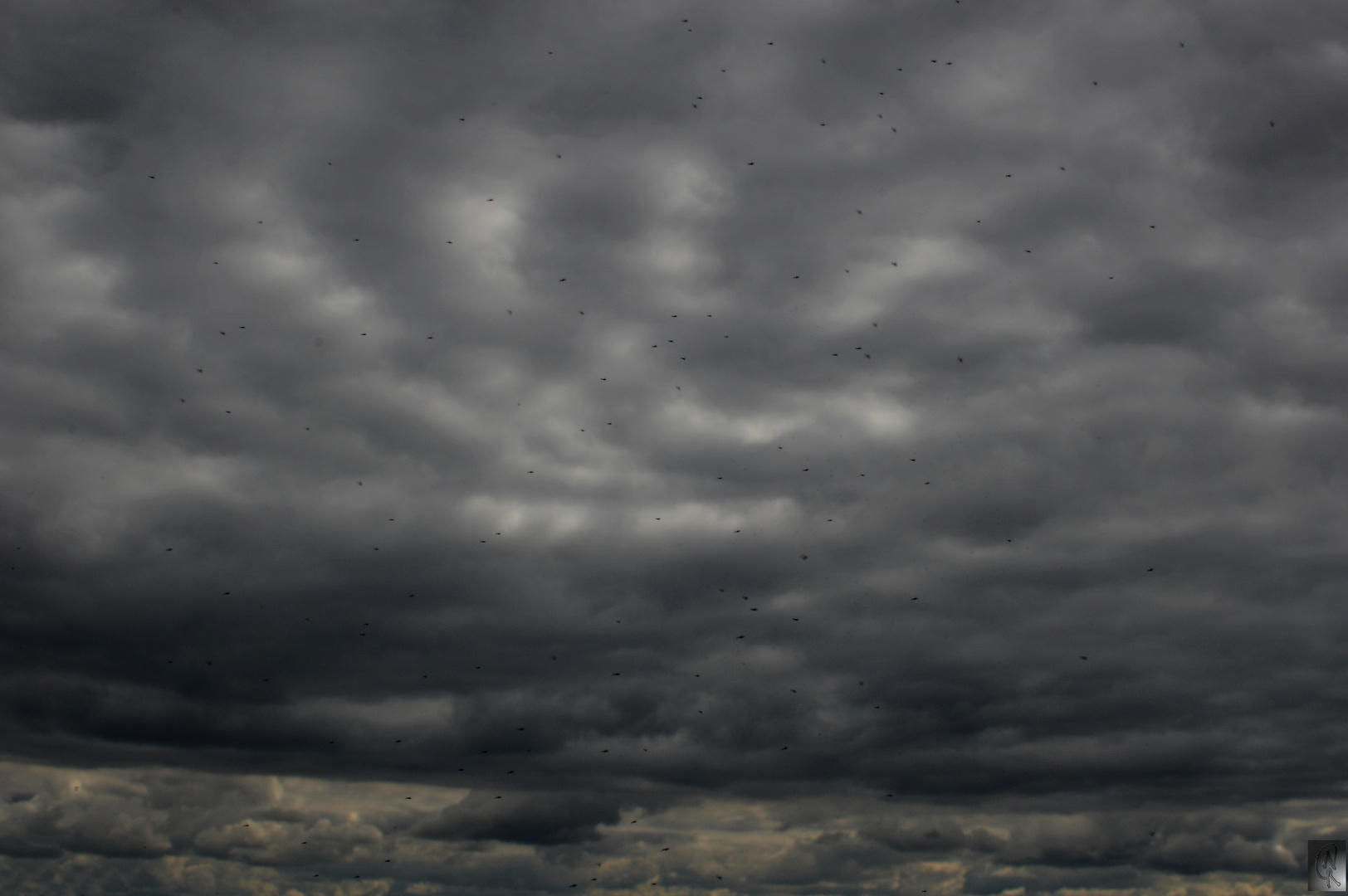 Himmel voller Mücken