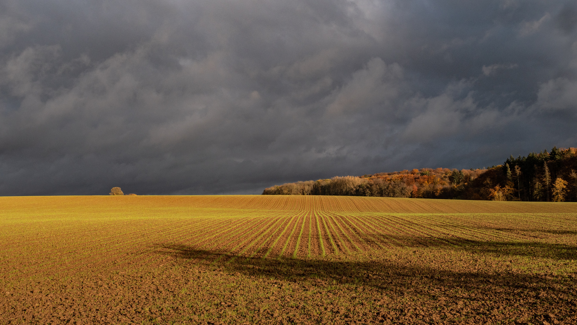 Himmel, Wald und Feld