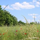 Himmel, Wald und Wiese