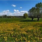 Himmel - Wölckchen - Löwenzahn...